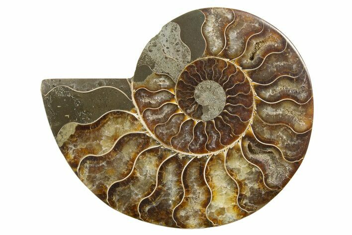 Cut & Polished Ammonite Fossil (Half) - Madagascar #318083